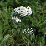 Achillea millefolium 'Snow Sport'