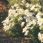 Arctantheum 