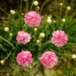 Armeria maritima 'Bees Ruby' 