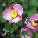 Anemone hupehensis 'Praecox'