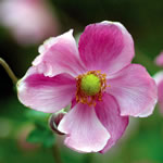 Anemone hybrida 'Rosenschale'