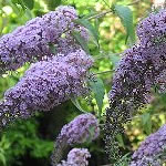 Buddleia ‘Charming Summer ’