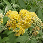 Buddleia ‘Honeycomb’