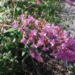 Buddleia 'Petite Plum'