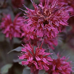 Calamintha nepeta 'Gottlieb Friedkund' 