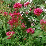 Centranthus ruber 'Coccineus'