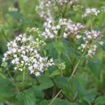 Eupatorium rugosum 