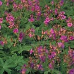 Geranium macrorrhizum 'Czakor' 