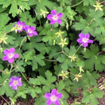 Geranium pylzowianum 