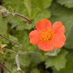 Geum coccineum 'Borisii' 'Boris 