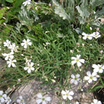 Gypsophila repens