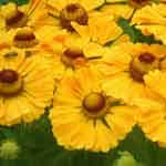 Helenium 'Goldrausch' 