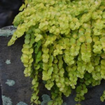 Lysimachia punctata 