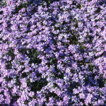 Phlox subulata 'Millstream Jupiter’