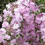 Phlox maculata 'Rosalinde' 