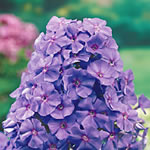 Phlox paniculata 'Amethyst' 