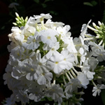 Phlox paniculata 'Fujiyama'
