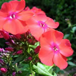 Phlox paniculata 'Orange Perfection' 