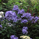 Phlox paniculata 'Sternhimmel' 