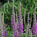 Veronica longifolia 'Rosa Tone’ 