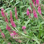 Veronica longifolia 'Rosenrot' 