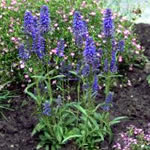 Veronica spicata 'Blauteppich’