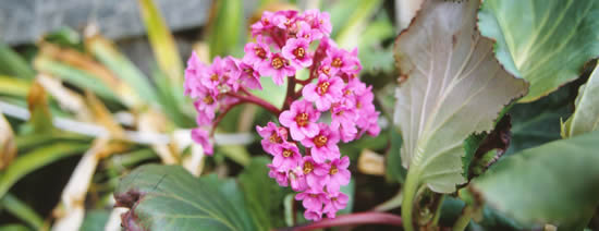 Bergenia Crassifolia