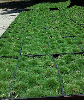 'Dave Schultz Grown Zoysia