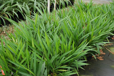 Floraland Farms & Nurseries