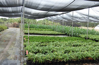 Floraland Farms & Nurseries