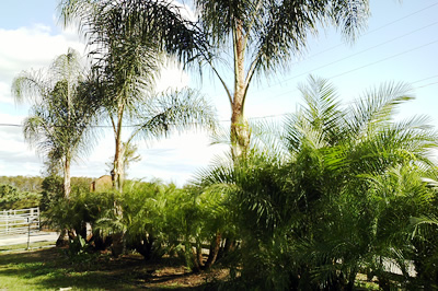 Floraland Farms & Nurseries