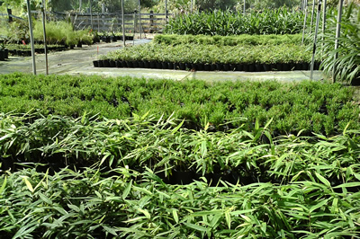 Floraland Farms & Nurseries
