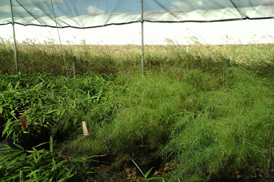 Floraland Farms & Nurseries