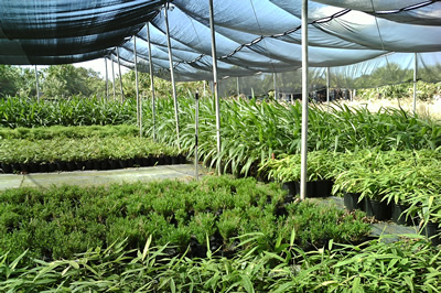 Floraland Farms & Nurseries