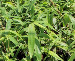 Floraland Farms & Nurseries