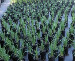 Floraland Farms & Nurseries