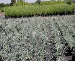 Floraland Farms & Nurseries