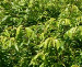Floraland Farms & Nurseries