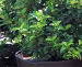 Floraland Farms & Nurseries
